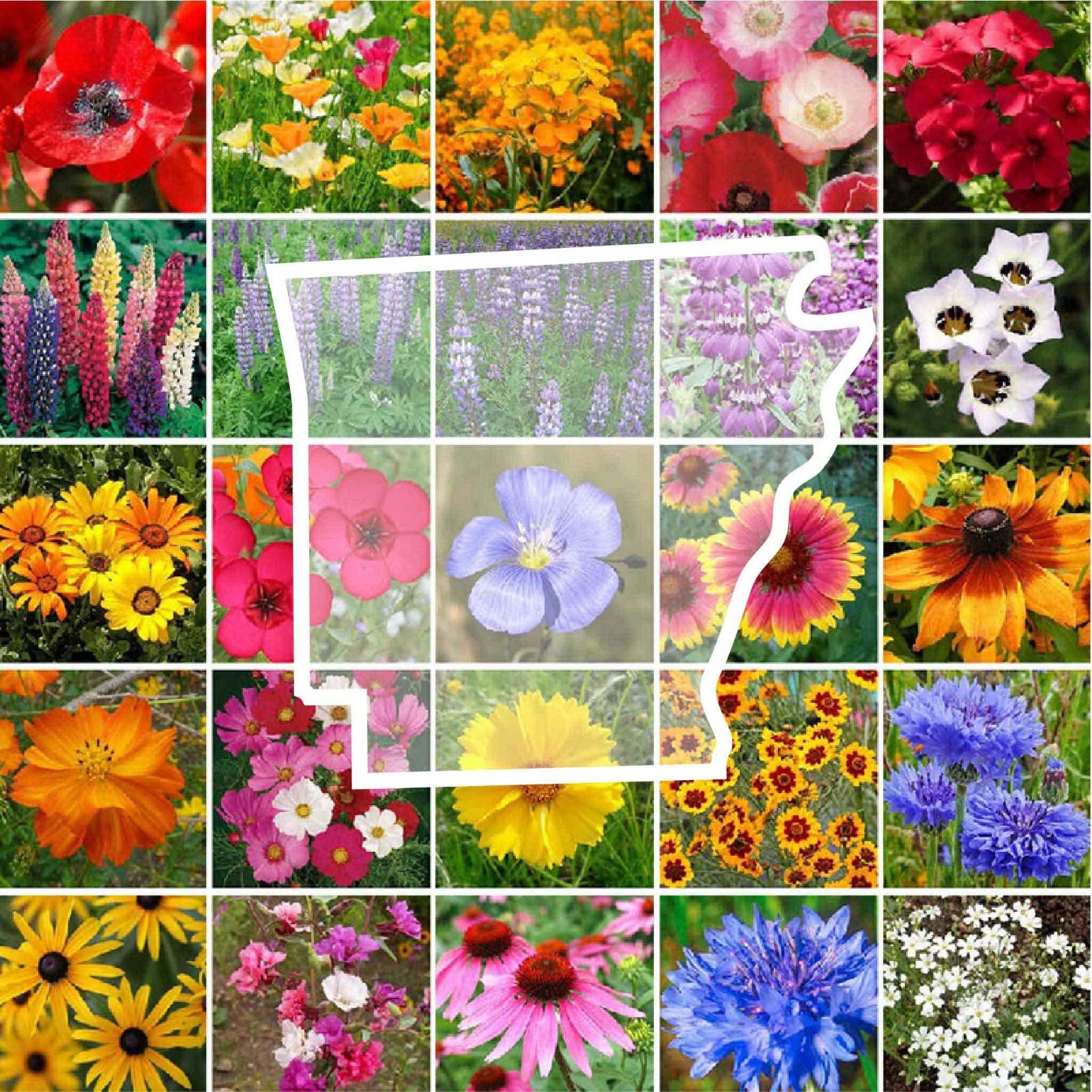 Wildflower ARKANSAS State Flower Mix Perennials & Annuals USA Non-GMO 1000 Seeds gallery
