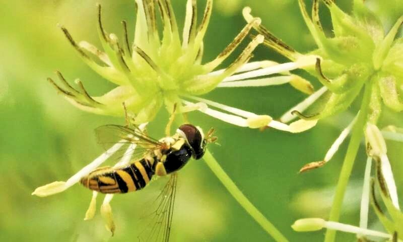 2001+BENEFICIAL INSECT Native Wildflower Mix Seed 7 Different Annual Perennial gallery