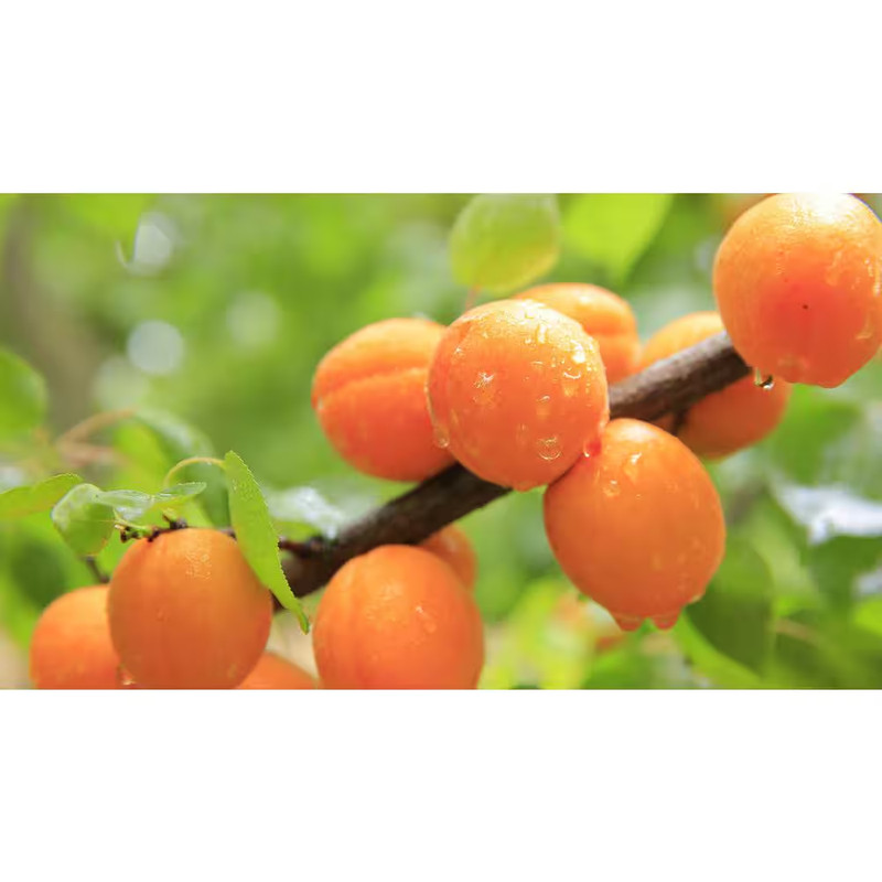 Dwarf Goldcot Apricot Tree Bare Root gallery