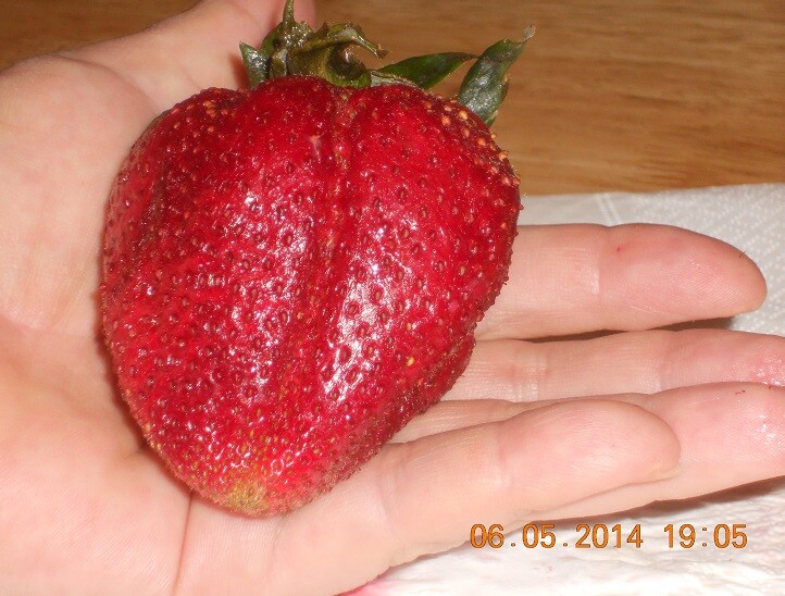 Strawberry "Gigantella Maxim" 100+ seeds for propagation gallery