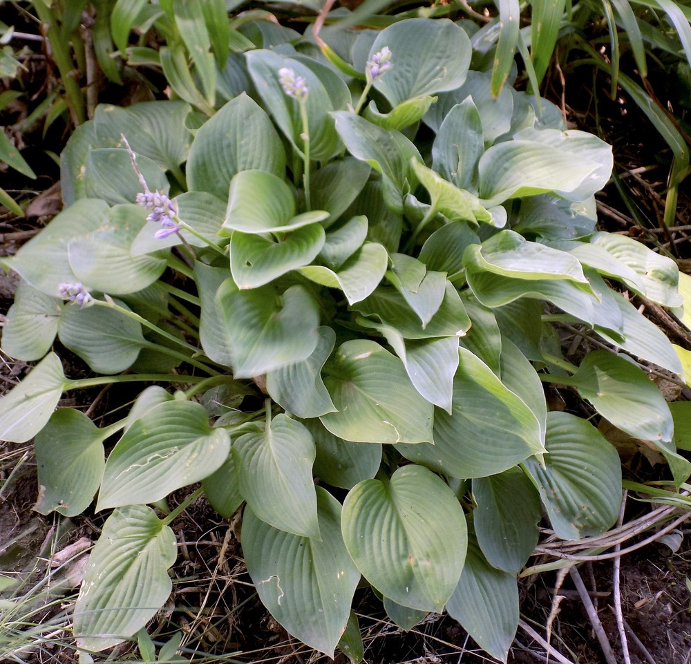 GORGEOUS BLUE "HOSTA HALCYON"