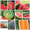 Watermelon Seeds Collection, NON-GMO, 9 Varieties, Heirloom, FREE SHIPPING gallery