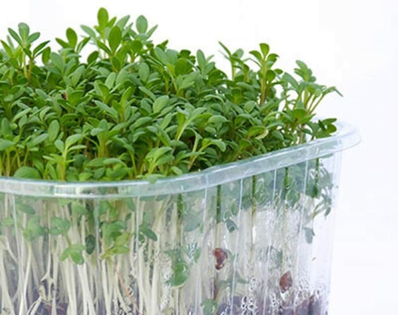 16 oz Cress gallery