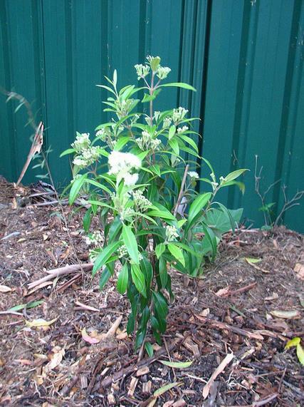 Lemon Myrtle Seeds Backhousia Citriodora Native Flowering Shrub * 50 Seeds Pack gallery