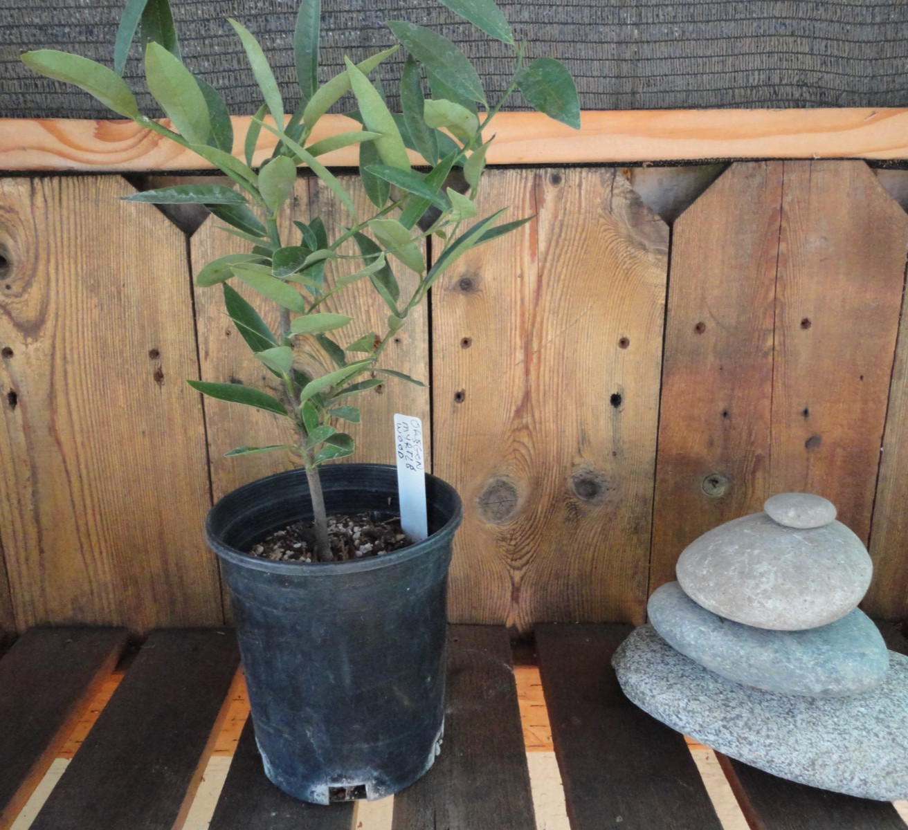 Oregon Myrtlewood Tree Pre-Bonsai Live Evergreen 3 Year Old Grower’s Choice gallery