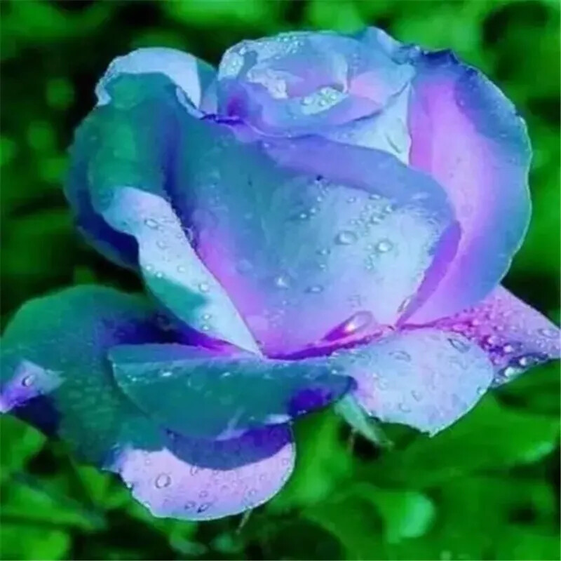 20 SEEDS for Light Blue/Violet RARE Rose tea flower Bush exotic plant USA Seller gallery