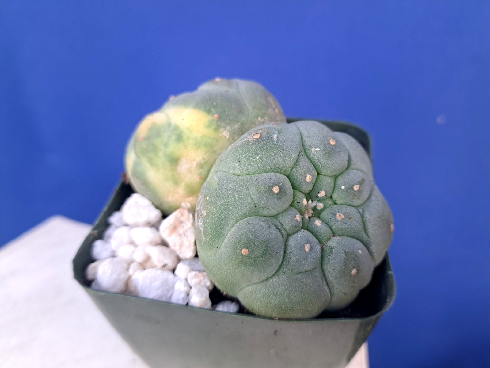 Unique Double Heads Variegated Barrel Cactus Cluster Plant Collectors RARE gallery