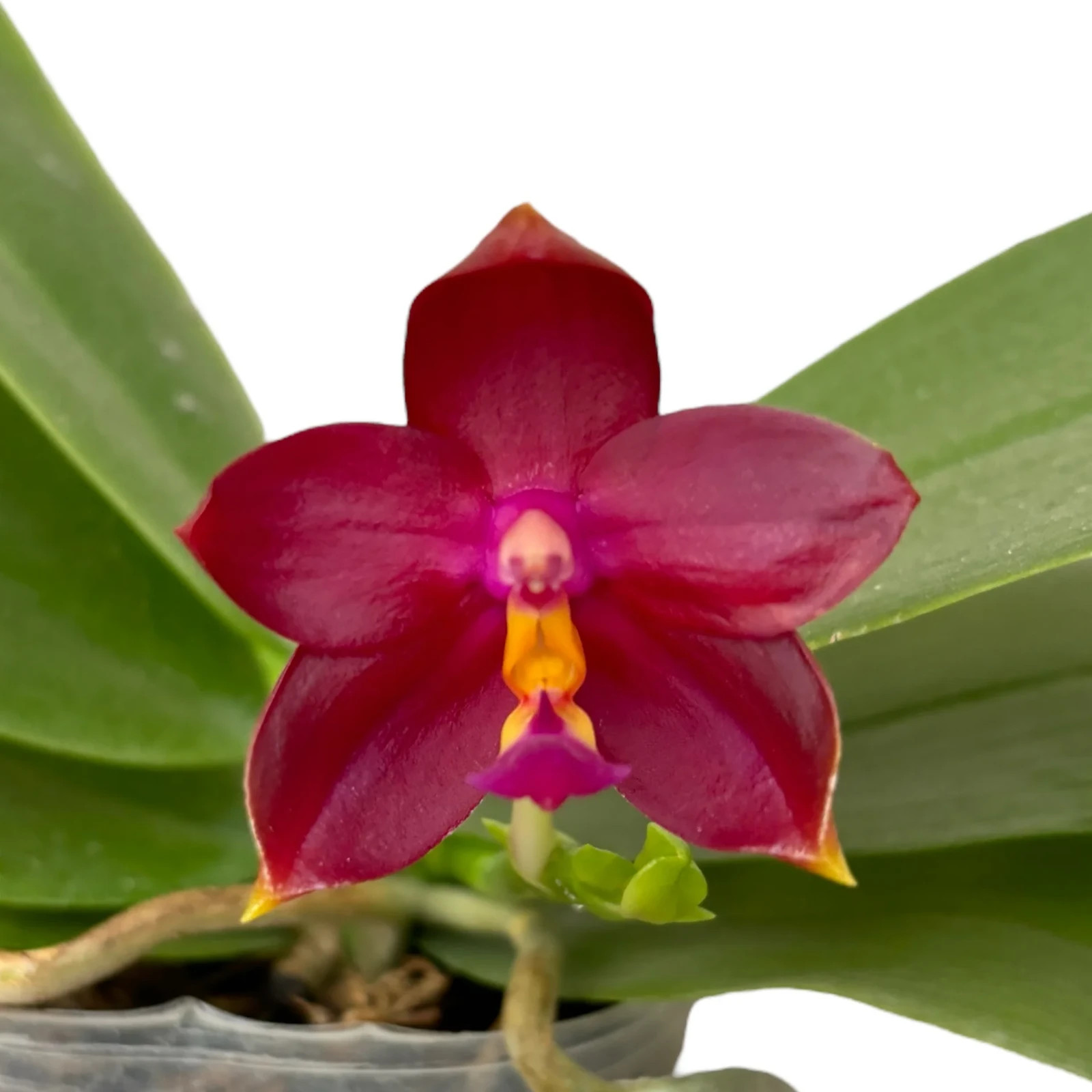 Fragrant Orchid Phalaenopsis Phal. cornu-cervi × Hawaii Dragon Girl In 3" Pot gallery