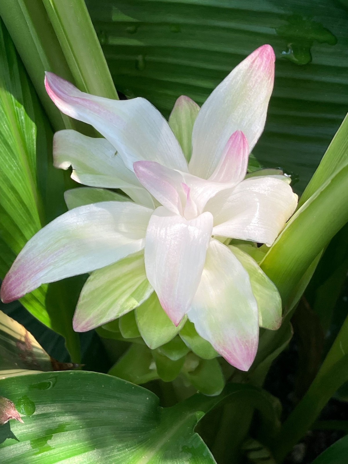 Live Turmeric Plant Curcuma longa Starter Rhizome Perennial Ginger Edible gallery