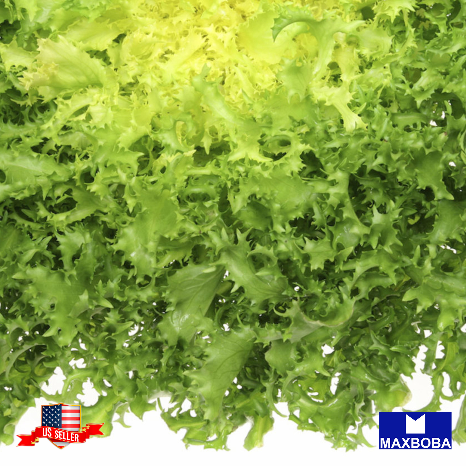 Endive Seeds Frisee Non-GMO Heirloom gallery