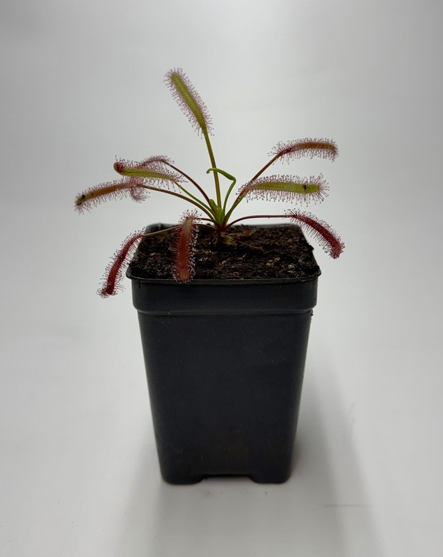 Drosera Capensis ‘Triffid Rose’ Live Potted Carnivorous Plant Cape Sundew gallery