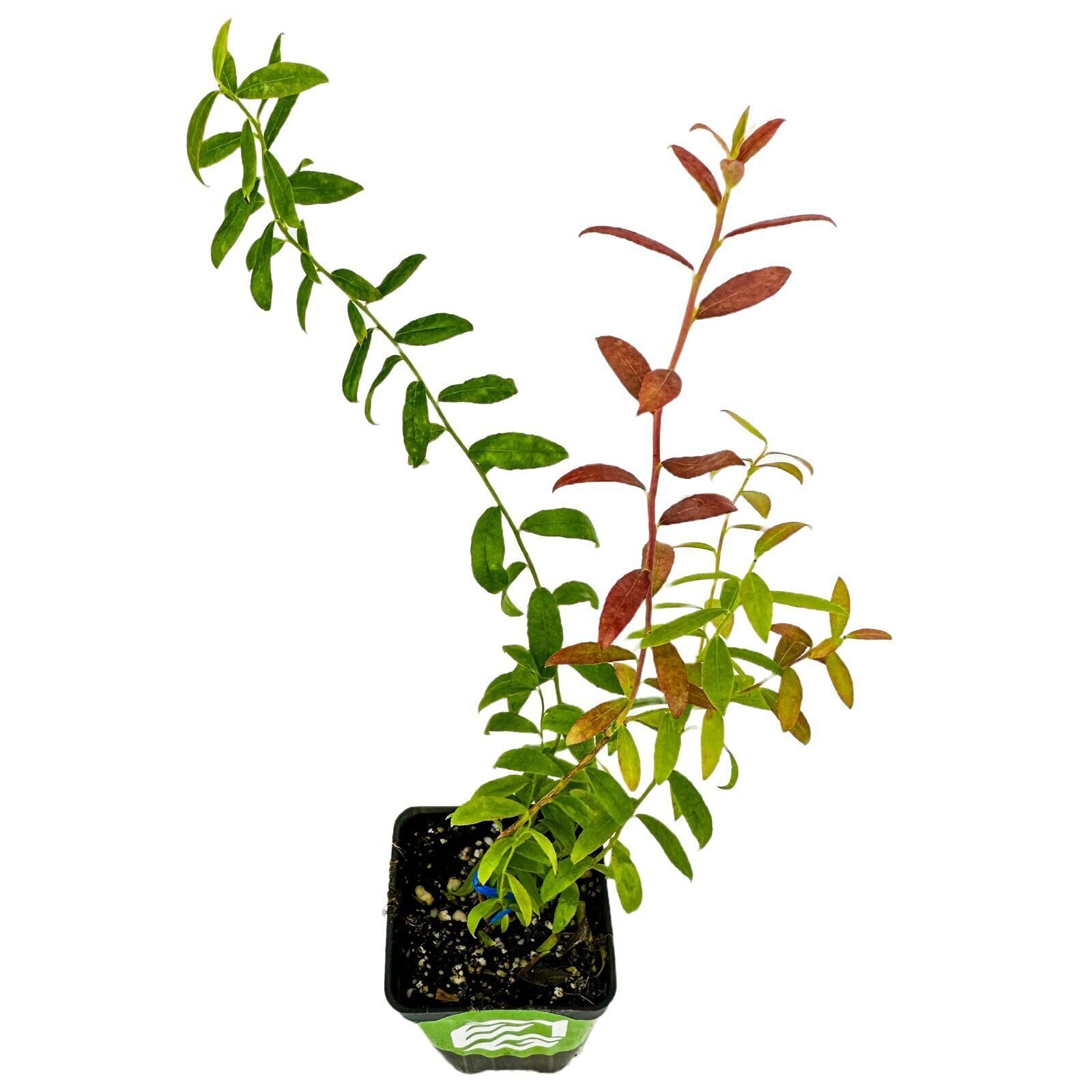 Darrow Blueberry - Vaccinium corymbosum - Live Plant gallery