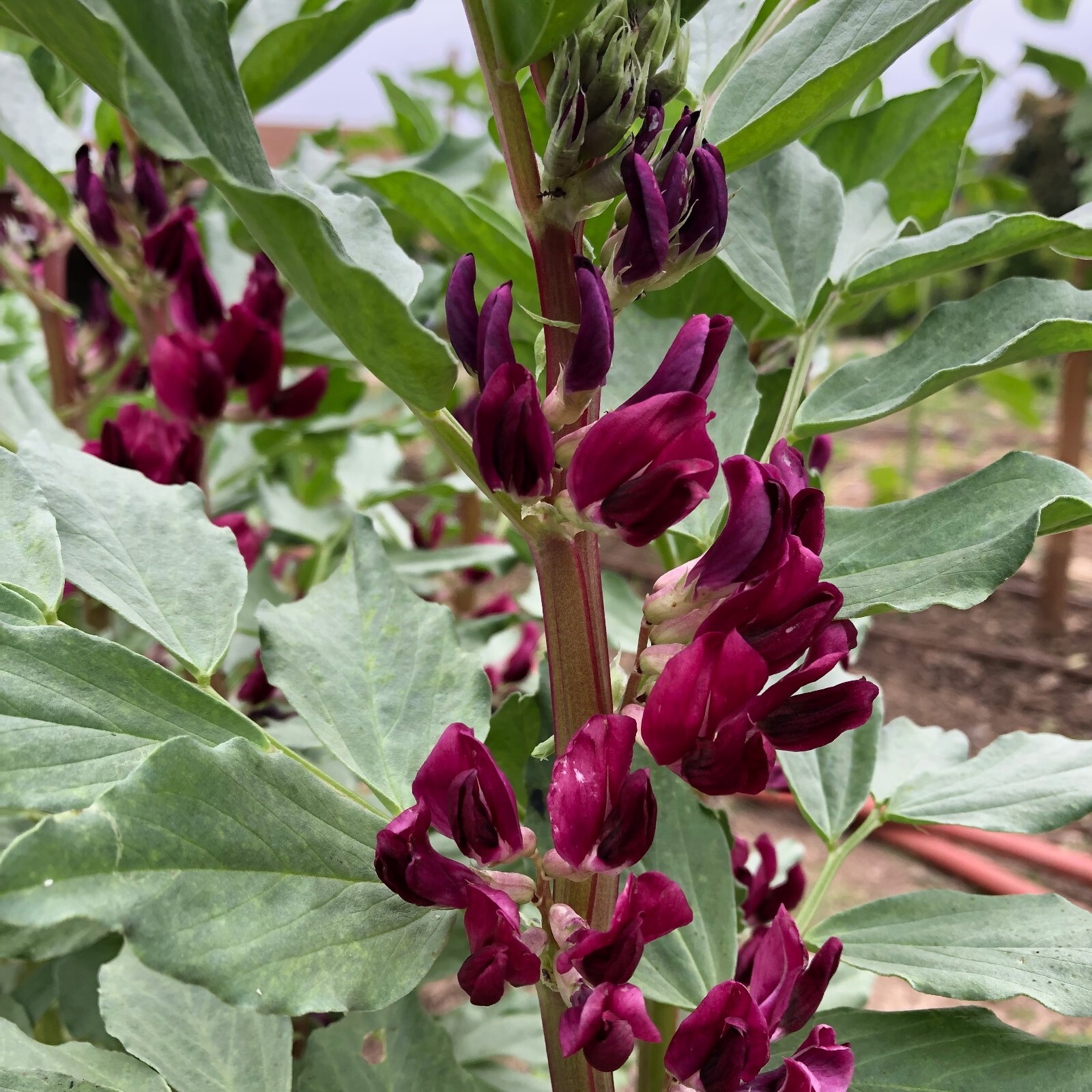Crimson Flowered Fava Beans: Scarlet Red, Dark Green Bean, Heirloom Non-GMO Bulk gallery
