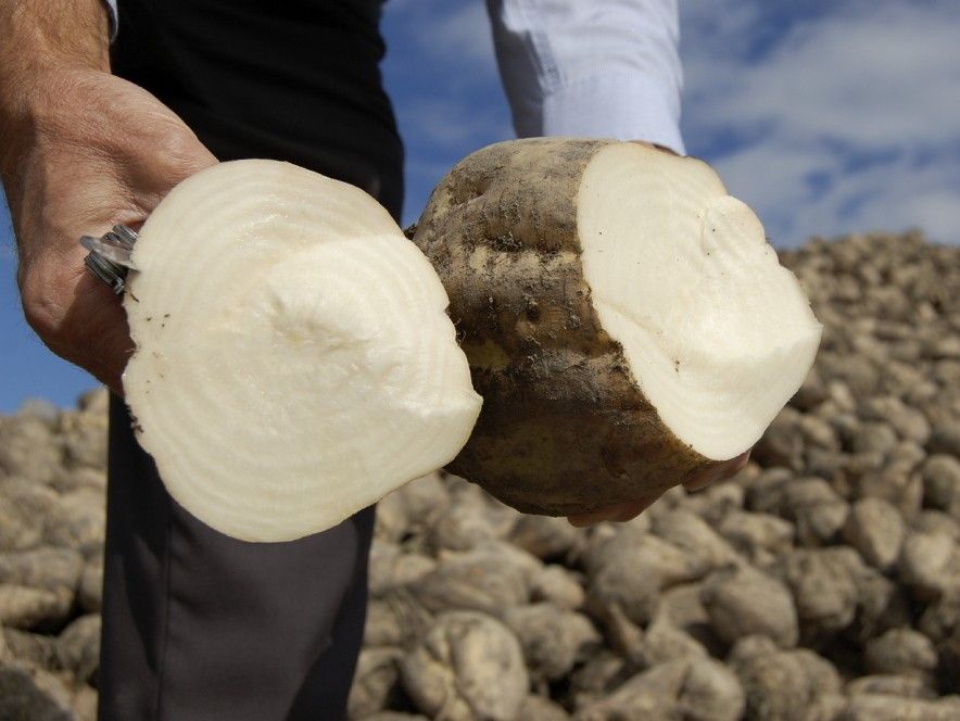 200 Sugar Beet Seeds -- Natural Sugar --- HUGE gallery