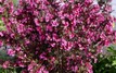 WINE & ROSES® Reblooming Weigela PP#10772 gallery