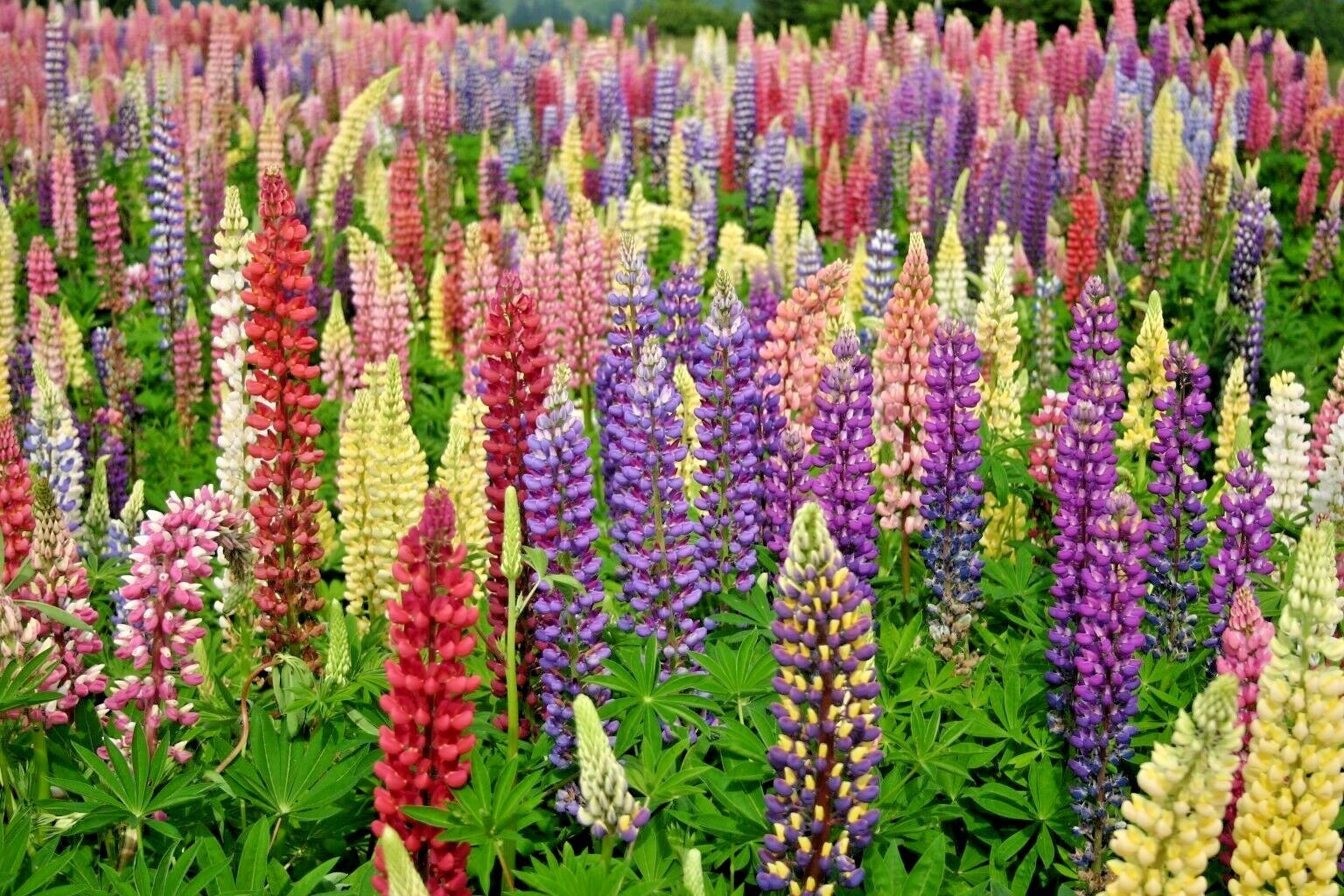 51+LUPINE RUSSELL MIX Seeds Native Wildflower Pollinators Cut Flowers Perennial gallery