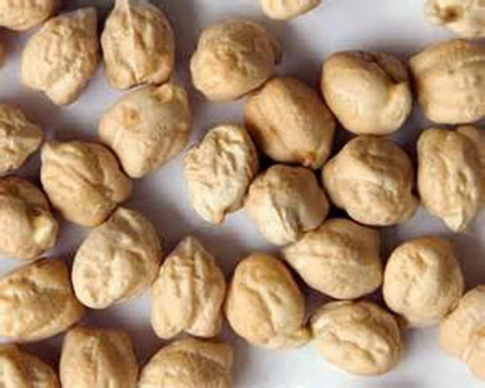 4 Ounce Garbanzo Bean Seeds gallery