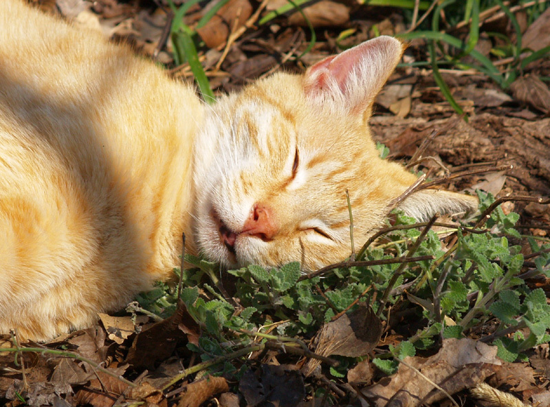 CATNIP * 100 SEEDS* gallery