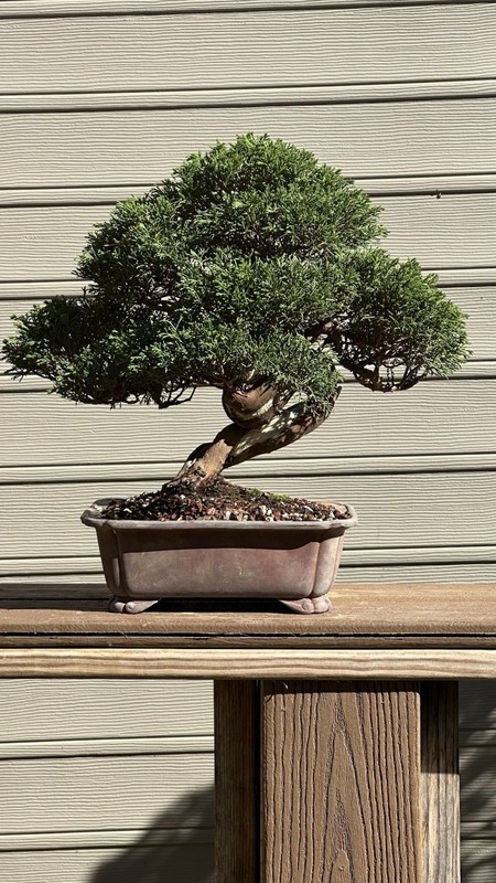 Shimpaku Juniper Twisted Trunk gallery