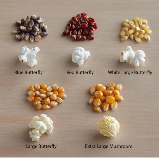 Popcorn Kernels Carnival King Extra Large Mushroom GMO Free 50-lbs gallery