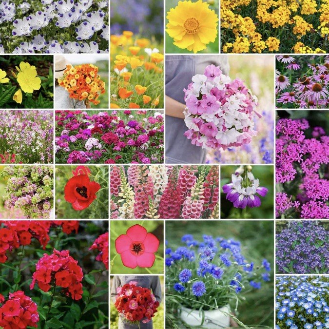 500+ Partial Shade Wildflower Seeds | Perennial, Annual Non-GMO USA FREE SHIP gallery