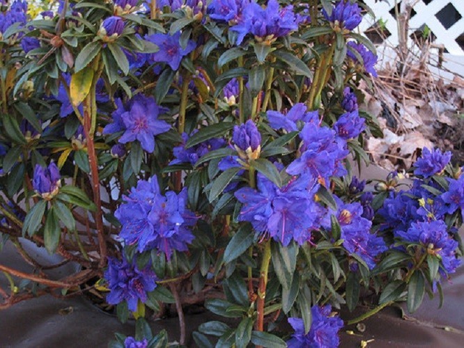 ( 1 ) - Blue Baron Rhododendron - Starter Plant ( L7 ) ( 1 live plant ) gallery