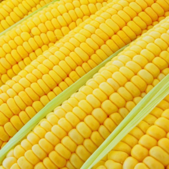 Bodacious Hybrid Yellow Sweet Corn Seeds Free Shipping! gallery