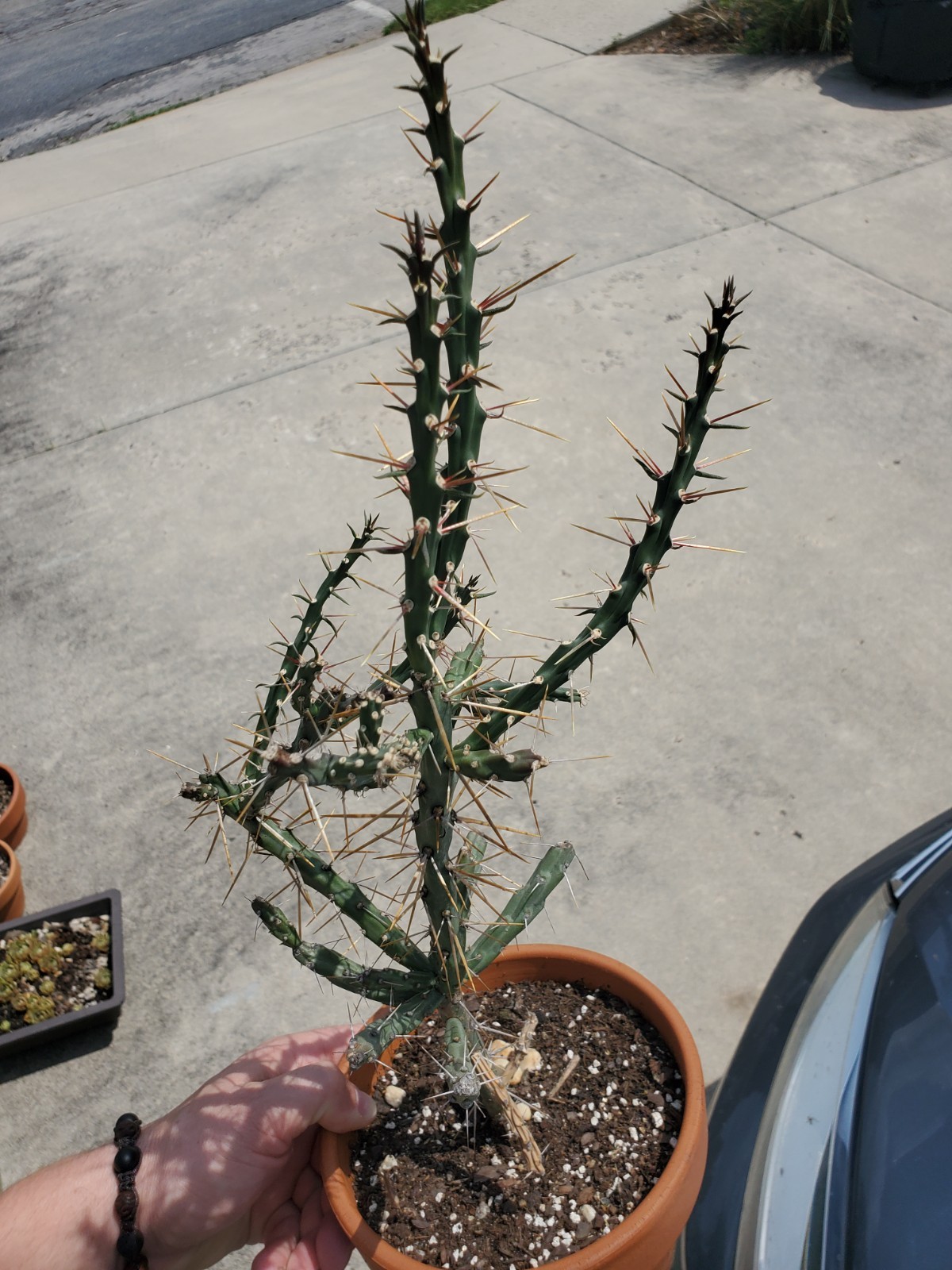 3 Inch Cactus cutting cylindroputinia gallery