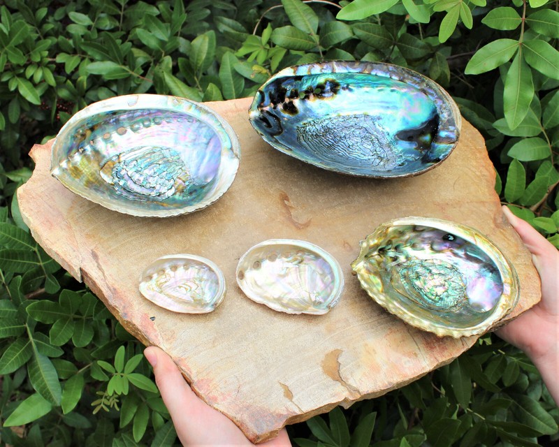 Abalone Shells: Pick A Size - Holds Smudge Sticks, Incense, Crystal Displays etc gallery
