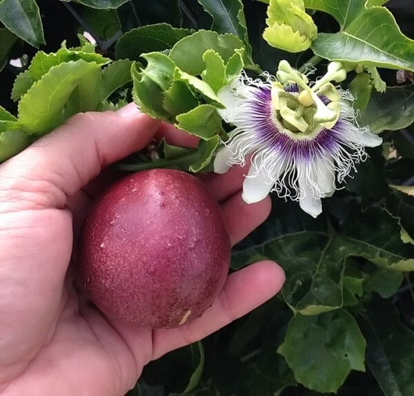 Panama Red Passion Fruit (P. edulis) - 1 TC Plant/Plug -2-6 in -Edible Fruit gallery