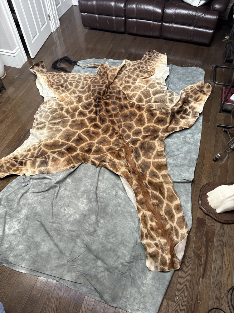 Authentic Giraffe Hide Rug – Large African Skin – Unique Statement Decor