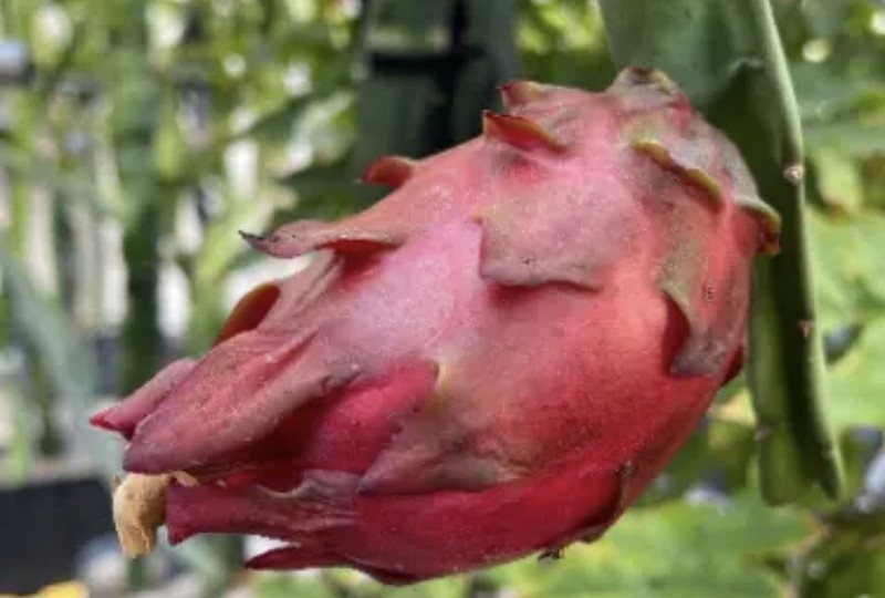 Small DRAGON FRUIT CUTTING for grafting 4-7 Inches Check description gallery
