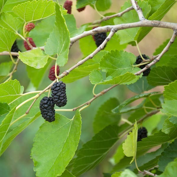 Mojo Berry Dwarf Mulberry (Moris sp.) - 1 TC Plant/Plug -4-8 in- Edible Fruit!!! gallery