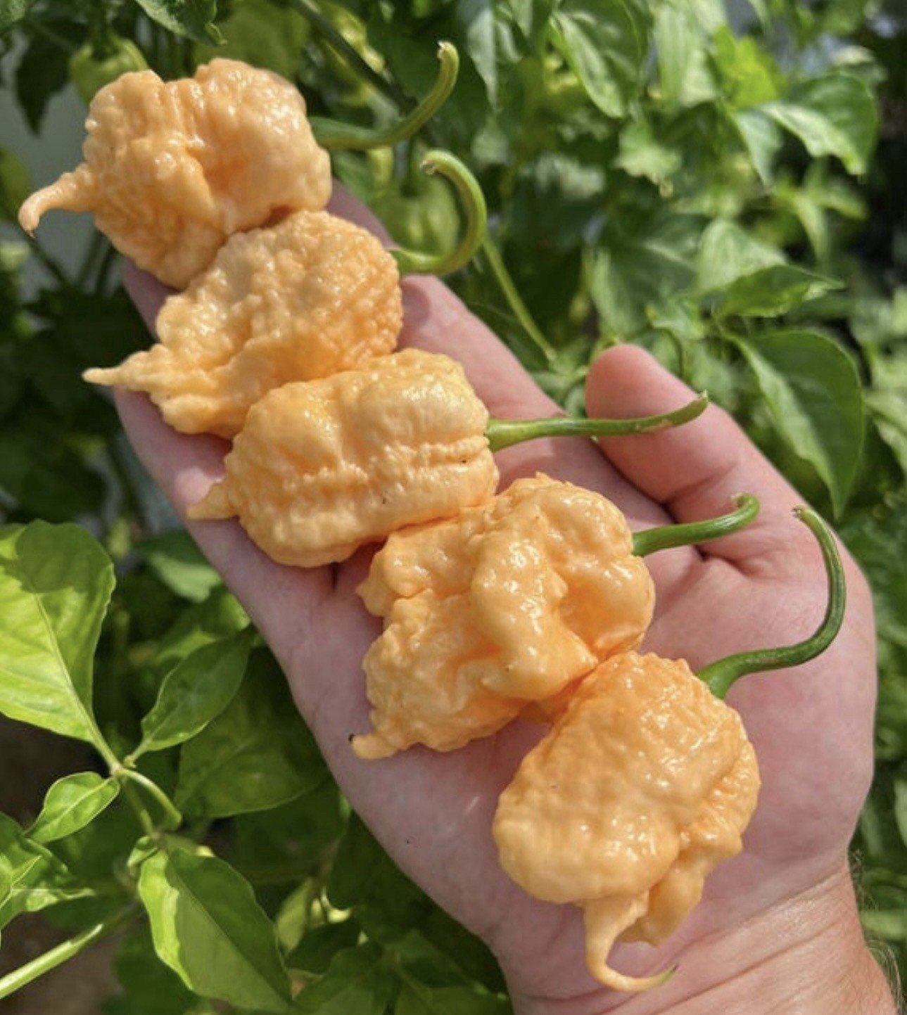 Hot!! 5 Peach Reaper Pepper Plants!! Ready To Ship!! gallery
