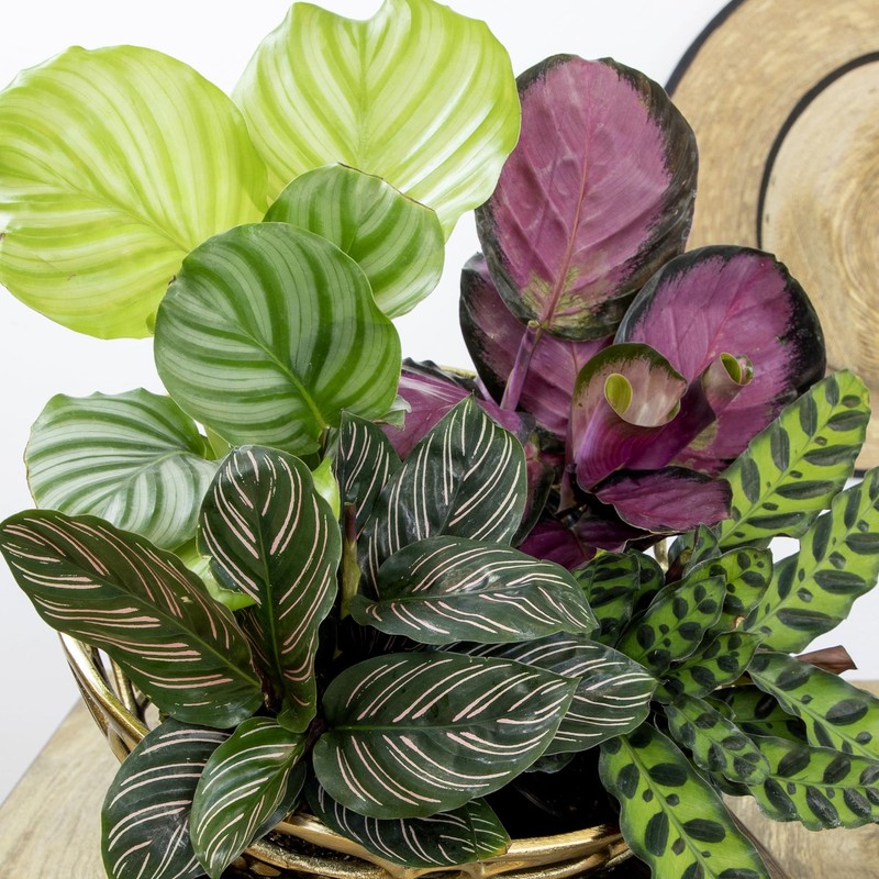 Pet Safe Live Calathea Plants - 4 Pack Air Purifying Indoor Mix in 4.25" Pots gallery