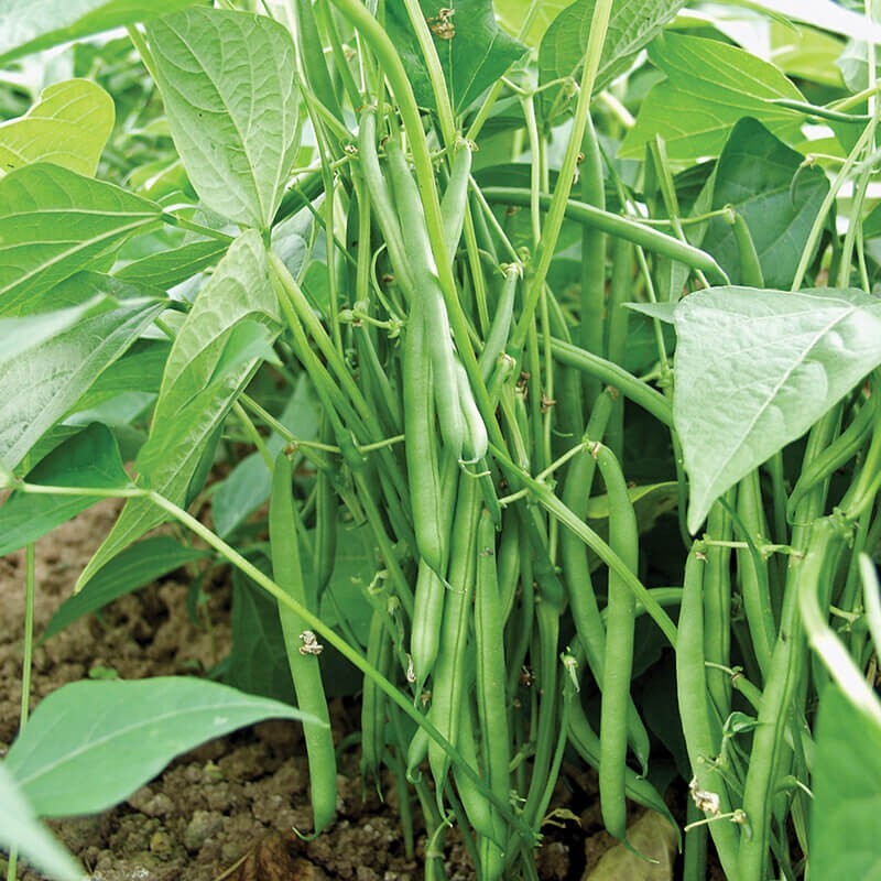 Bean Gold Rush -Yellow / Green Provider-Valentine-French Garden Bush/Organic gallery