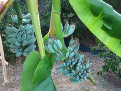 -Musa-ICE CREAM (BLUE JAVA)- Live Banana Tree-SMALL ROOTED STARTER PLANT-