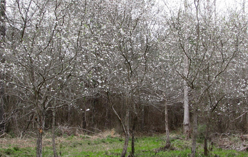 2 LIVE PLANTS HEIRLOOM MAYHAW FRUIT TREES MAY HAW APPLE HAWTHORN RED SEEDLING gallery