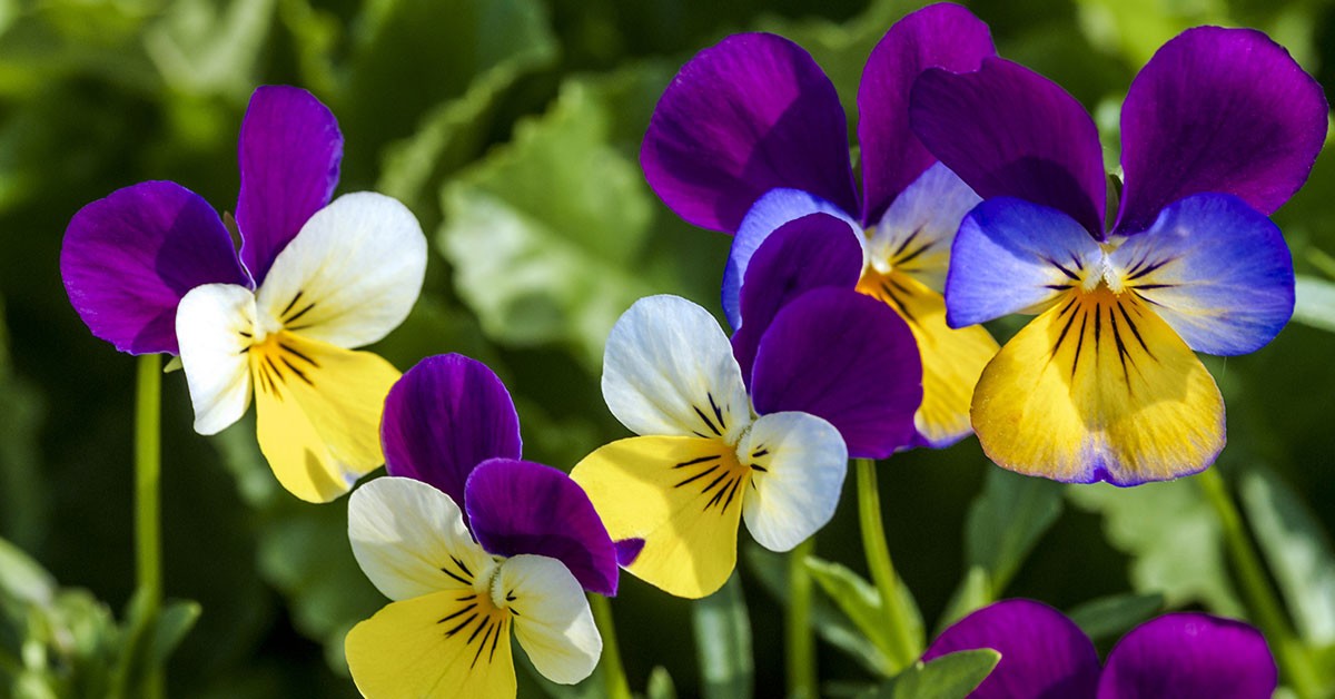 Helen Mount Johnny Jump Up Seeds Tricolor Free Shipping! gallery
