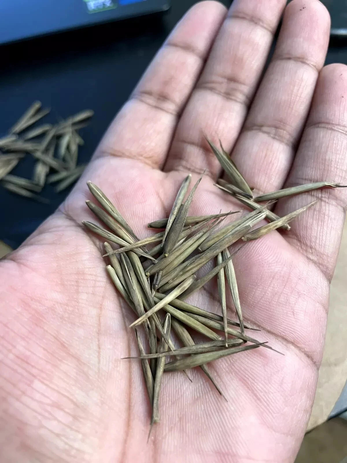 100 MOSO Bamboo Seeds. Giant Phyllostachys edulis. USA Seller, Fast Shipping gallery