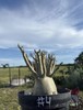 Adenium Arabicum Bareroot #4 gallery