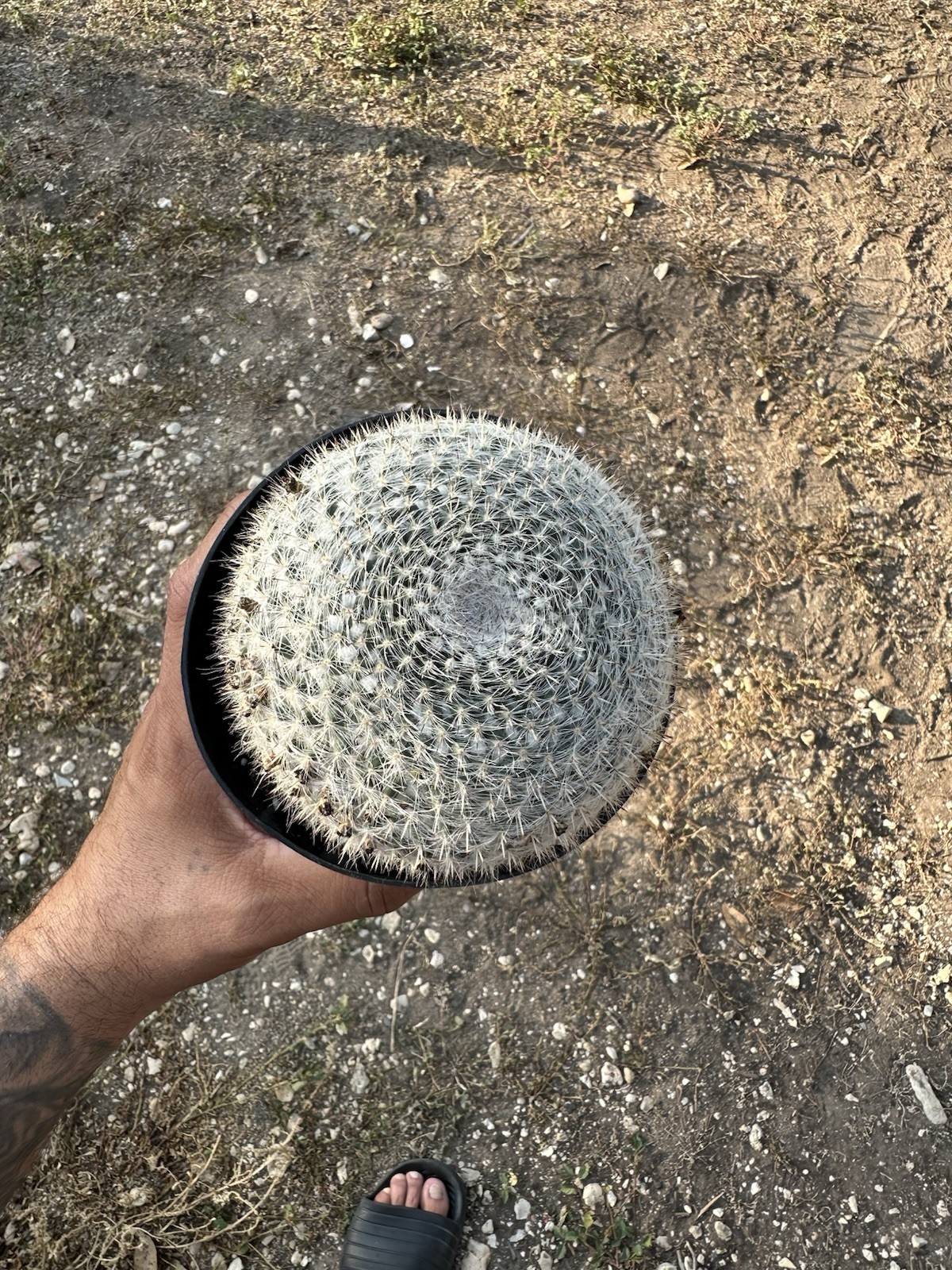 Mammillaria Hahniana 5 In Pot Fully Rooted gallery