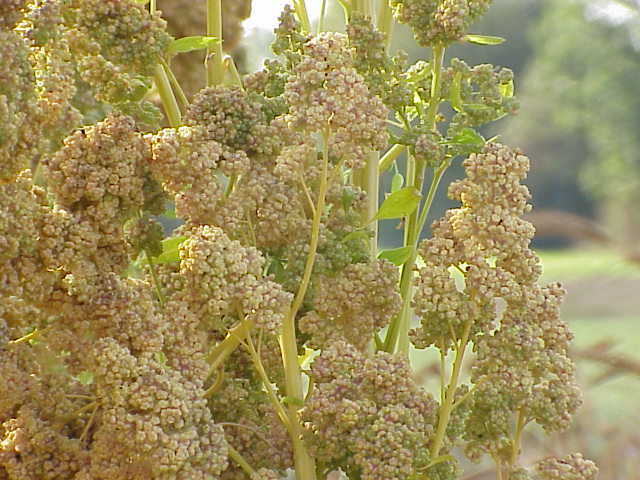 150 Cherry Vanilla Quinoa Seeds - Chenopodium quinoa - Non-GMO Ancient Grain! gallery