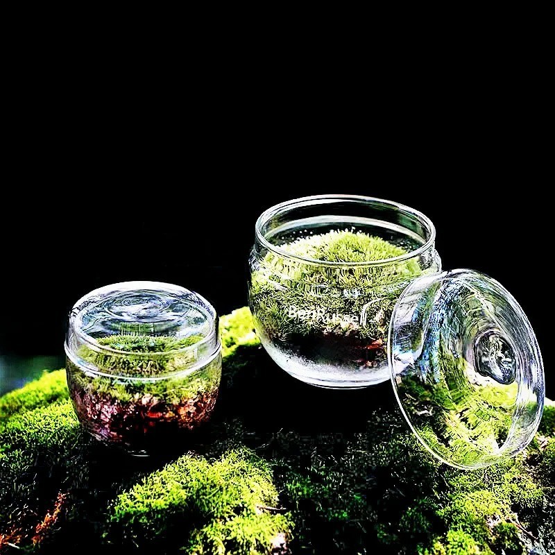 Micro Landscape Moss Glass Bottle Vase Green Plant Microecological Terrarium gallery