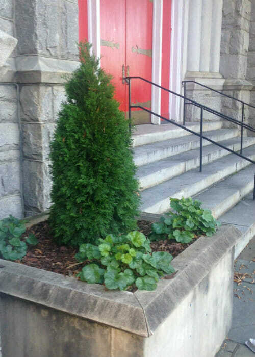 Emerald Green Arborvitae Tree ( Thuja ) - Live Plant - ( 2.5 QT ) gallery