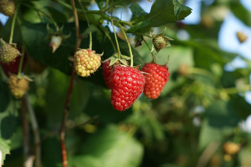 Hand Picked Nursery Joan J Raspberry Canes – Bare Root Canes, 1-Year-Old gallery