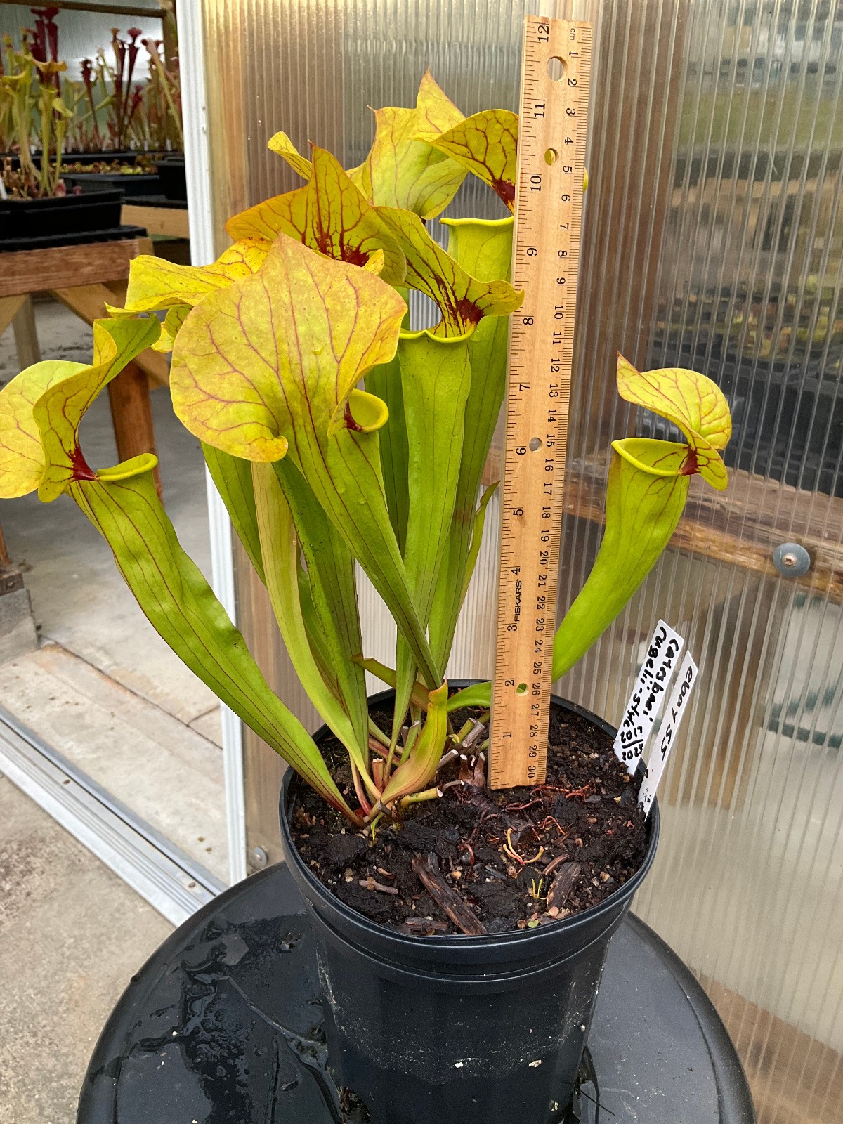 Sarracenia x Catesbaei Rugelii Style Gallon Exact Plant, 2 GP, Big Lid Pitchers gallery