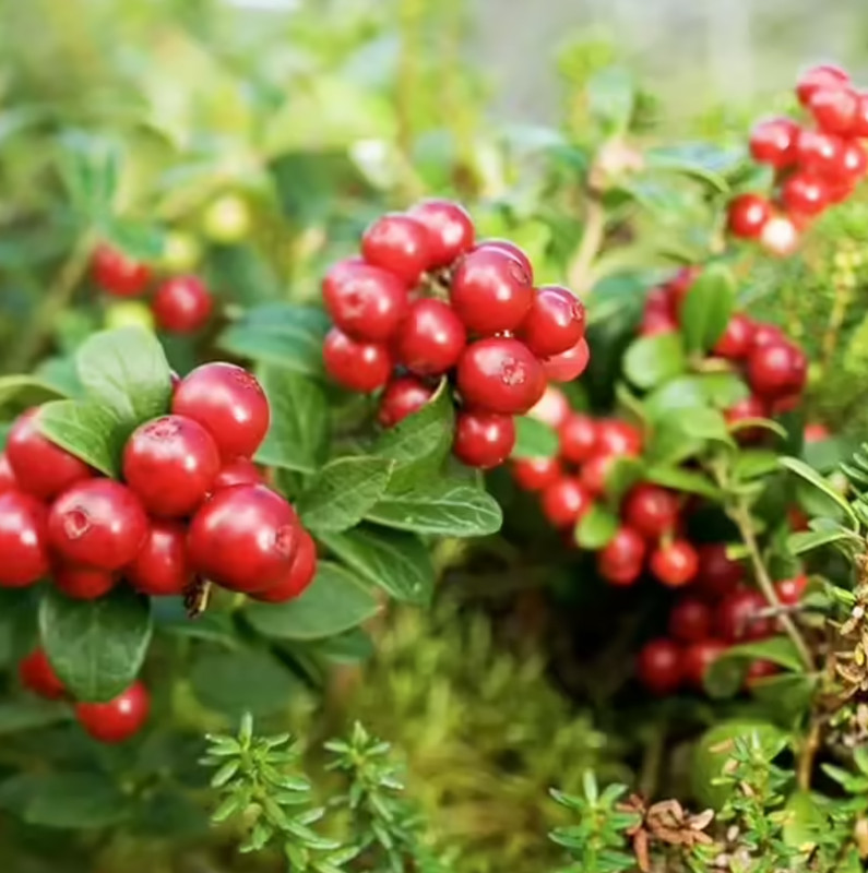 Lingonberry 'Red Candy' – Compact Edible Ground Cover – Fruiting Shrub gallery