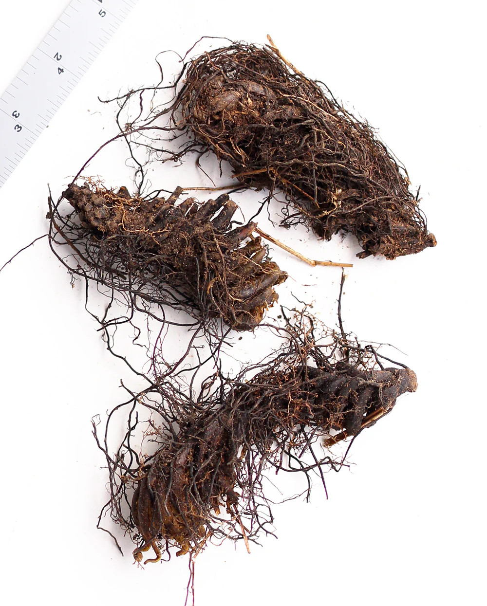 Lady Fern - 3 root divisions gallery