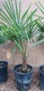 Windmill Palm Tree Seedlings / Plant, 32" - 38" Inches Tall, 1 (One) 5 Year Old gallery